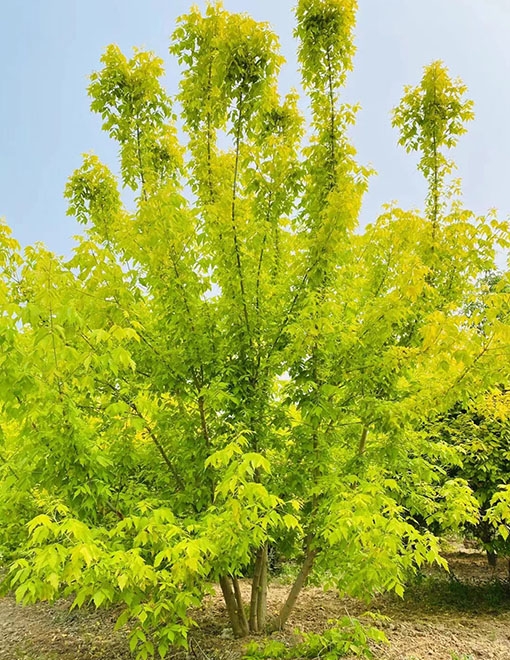 鄆城縣鑫發(fā)谷物種植專業(yè)合作社